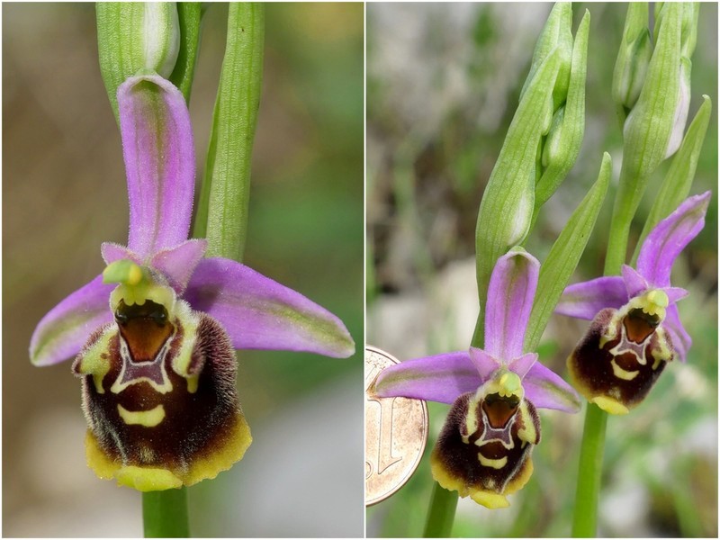 Ophrys crabronifera & Ophrys holosericea sp. � Monti Lucretili  (Roma).